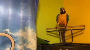 Попугаи дерутся