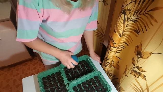 Эустома из семян . Урок 5 .  Eustoma .