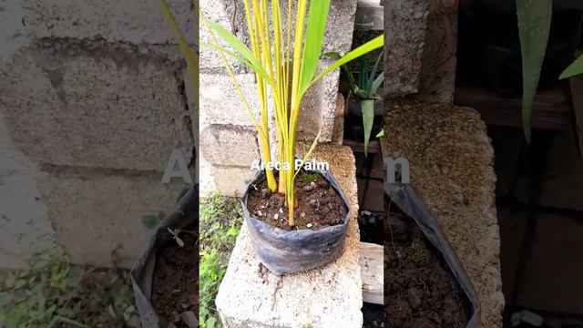 Areca palm for my landscaping project