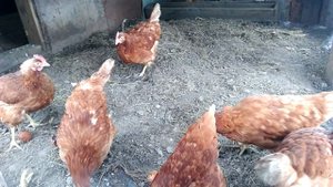 Когда выпускать кур во двор после зимы