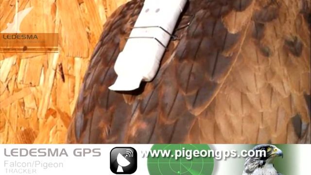 LEDESMA GPS TELEMETRY AROUND THE WORLD!