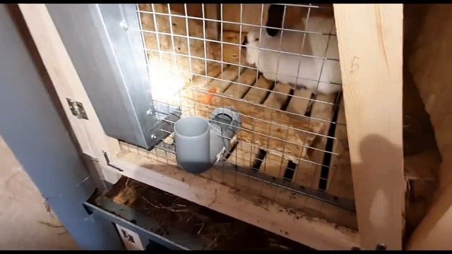 Будни фермера КРОЛИКОВОДА. Обзор клеток кроликов,спустя месяц с новоселья. Кролики как хобби. смотреть онлайн