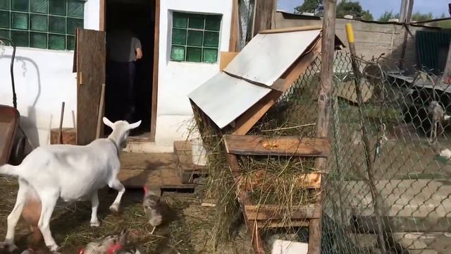 Заправляю газель с бонусами. смотреть онлайн