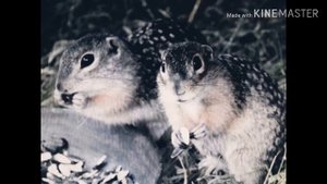 Кострикина М.А., 4 класс, "Животные степи.Крапчатый суслик"