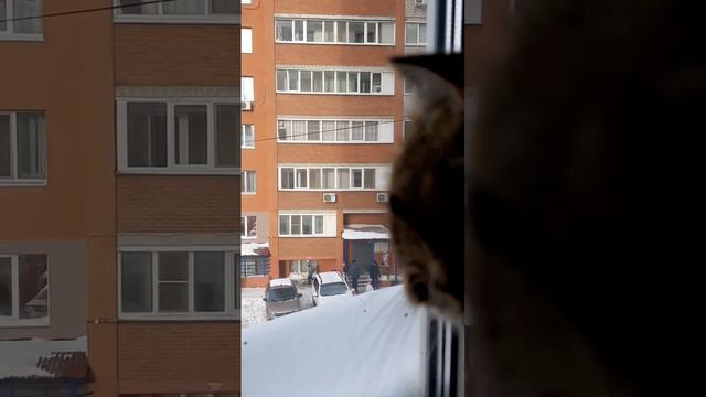 Снег 🌨 #кошки #юмор #приколы #жизнь #животныймир