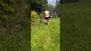 Обработка ёлок от паутинного клеща (хермеса)