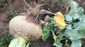 Брюква и её полезные свойства