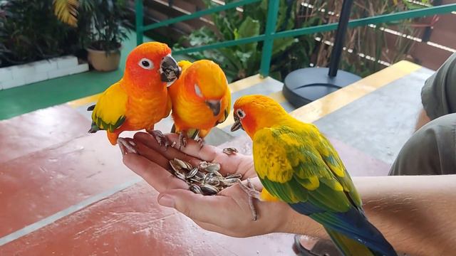 Family Park Pattaya Sheep Farm смотреть онлайн