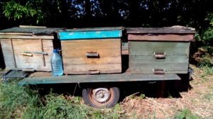 РАПС. перевозить пчел к медоносам или нет? КОЧЕВКА ПАСЕКИ