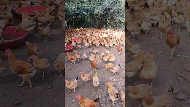 Feeding scene of 4000 chickens