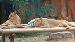 Пекинский Зоопарк 2023 : КРАСНЫЕ ПАНДЫ, САФАРИ (Бейзинь Дунуюань)