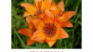 Растения цветы 1