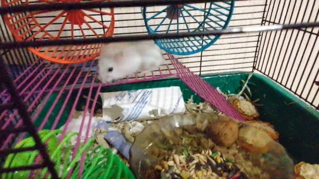 Хомячки милые что любят кушать в что не любят