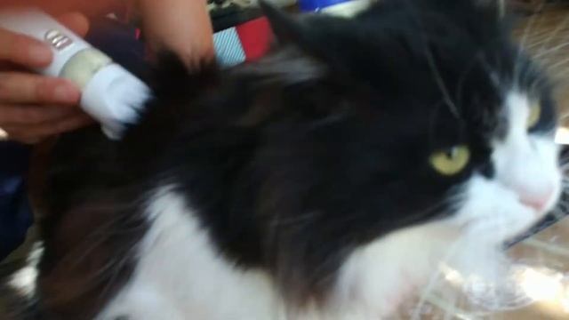 Машинка для стрижки животных Gemei GM 634. Распаковка, обзор и первая стрижка нашего КОТа ? смотреть онлайн