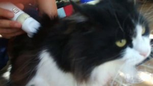 Машинка для стрижки животных Gemei GM 634. Распаковка, обзор и первая стрижка нашего КОТа ?