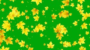 Кленовые листья сдувает ветер - футаж для видео монтажа на черном и зеленом фоне | Бесплатные футажи