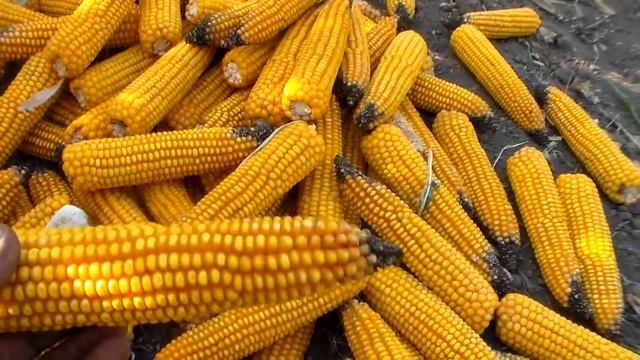 Урожай кукурузы Corn harvest