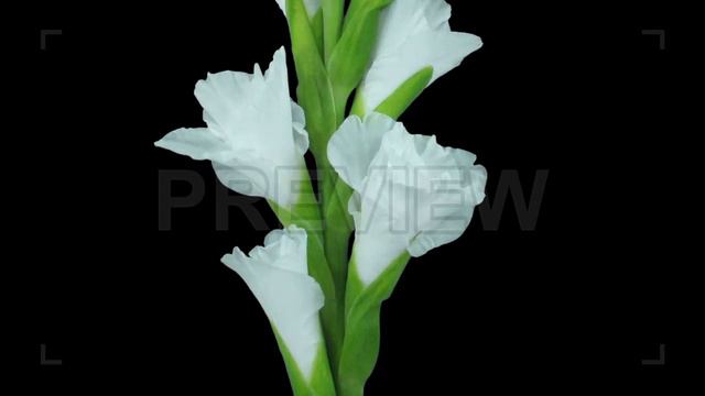 White Gladiolus Flower Opening Stock Video смотреть онлайн