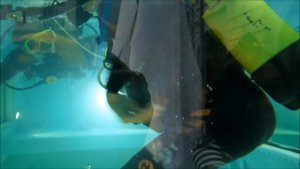 Блондинка дайвер . Уже смешно ....