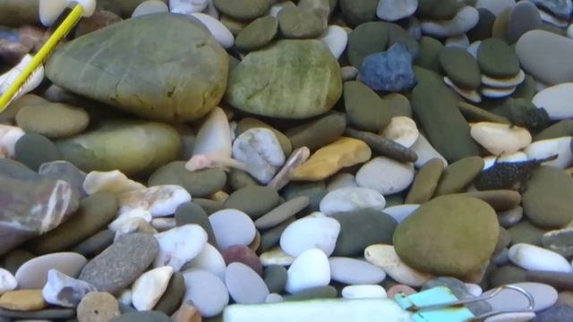 Кормление рыбок огурцом в аквариуме с красноухой черепахой! смотреть онлайн