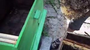 Ловля роев. Тонкости роевого ремесла часть третья. Снятие роев с дерева и посадка их в улей