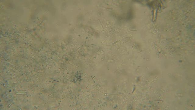 Всюду жизнь