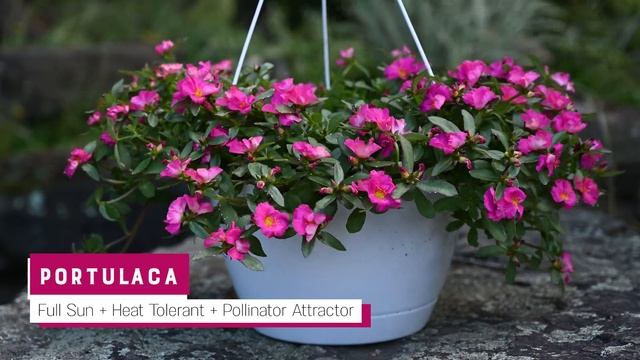 Hanging Baskets for Summer Blooms in Sun and Shade смотреть онлайн