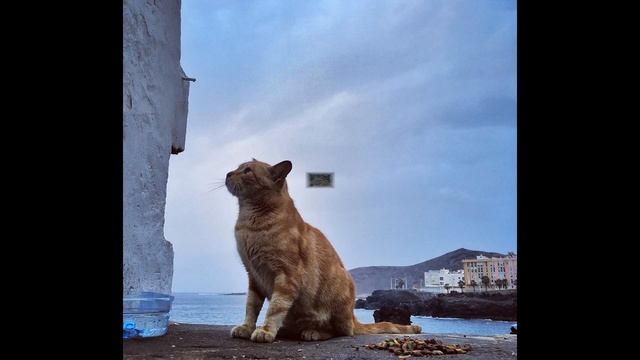 Las Palmas de Gran Canarias, Spain смотреть онлайн