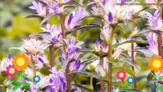 Колокольчик скученный Твистербелл. Краткий обзор, описание campanula glomerata Twisterbell