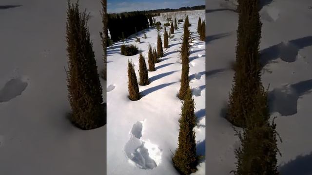 Пуршат О на Можжевельке Хиберника. Обработка от ожогов. смотреть онлайн