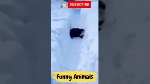 Смешные Животные