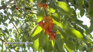 В Дагестане начали уборку черешни