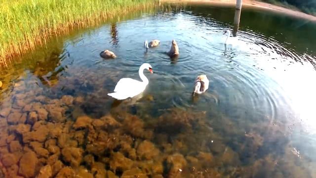 Испытание двух электромоторов одновременно смотреть онлайн