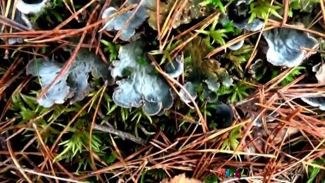 Неизвестные Грибы в Лесу. Удивительные! смотреть онлайн