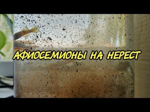 Посадил афиосемионов гарднера на нерест. Часть 1.