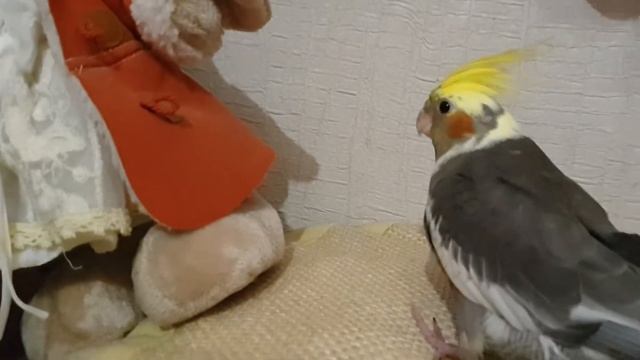 Как проводит день малышка корелла How Is The Day Baby Corella