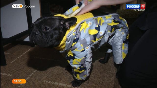 Груминг для кошек и собак: что это такое и для чего он нужен смотреть онлайн