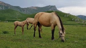 Жизнь в горах. Кулинский район. Цыйша .Вихли