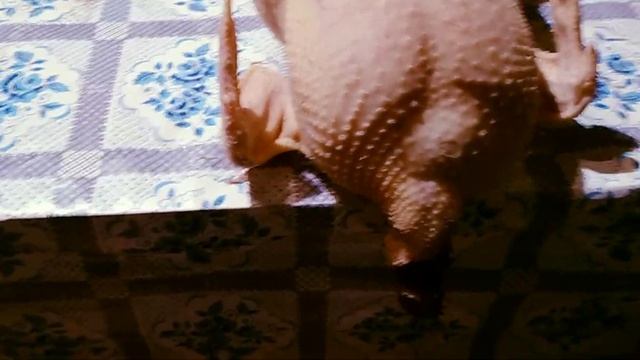 Забой бройлеров в 34 градусную жару// Забой птицы в жару