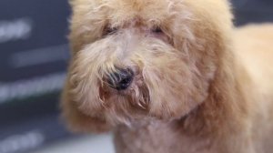 Cute maltipoo haircuts