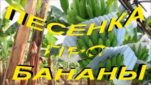 Песенка про бананы