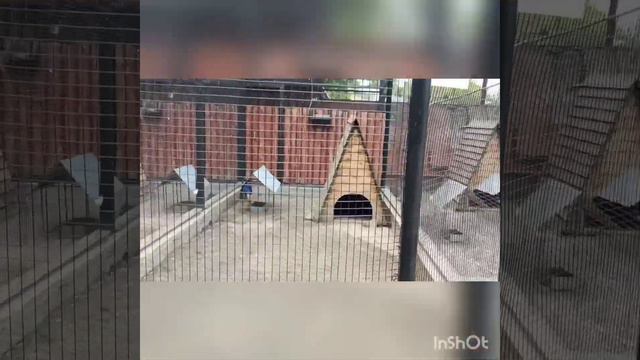 Московский зоопарк 💚 смотреть онлайн