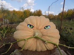 17. Пытаюсь вырастить Гиганта 2023 г