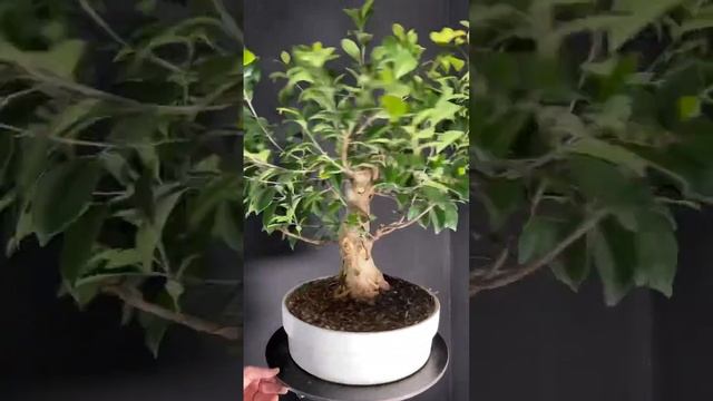 Ficus IKEA bonsai, février 2023