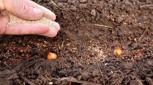 Сделайте так чтобы лук севок не пошел в стрелку а дал огромные сладкие луковицы!