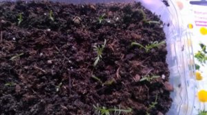 Растёт Ромашка аптечная!