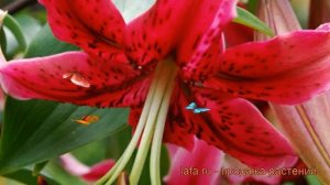 Лилия от-гибрид Мисс Фея (lilium ot-hybrid miss feya) ? обзор: как сажать, луковицы лилии Мисс Фея