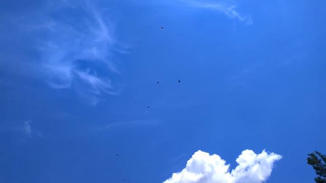 Николаевские голуби Драганова Виталия. смотреть онлайн