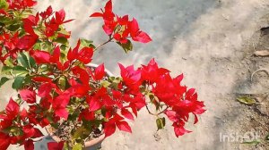 VF Ruby bougainvillea flower plant/beautiful collection bougainvillea flower/রুবি বাগান বিলাস