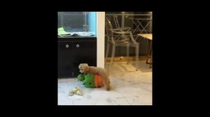 Пудель описание породы! Все о породе собаки!